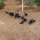 فروخ بط مصري