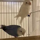 زوج روز البينو ( محلل بشهادة)