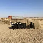 معزا عوارض