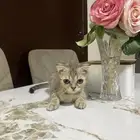 للتبني قط ذكر سكوتش