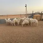 غنم حريات بفحلها كفوو ( تم البيع )