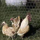 دجاج عربي او حباحب