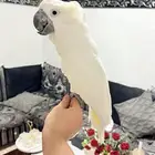 ببغاء كوكاتو امبريلا اليف ومتكلم وهدد وعمره سنة