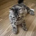 قط سيبيري مخلوط