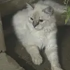 قط هملايا لقيته بالشارع