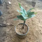 شتلات عدة اصناف