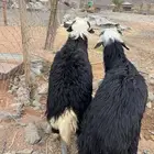 عرض ملكي نجد جبر هجين نعيم