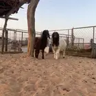 رخال نعيم هرفي