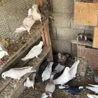 حمام