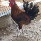 ديك بلدي