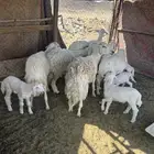 ضان بعيالها روم وديوس سلم وكلها سدس وحده رباع