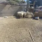 خمسة طليان واثنتين من الضأن