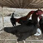 دجاجه وديك بكستنيه