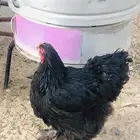 دجاجه براهما