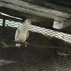 حمام شرازي