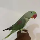 درة نيبالي