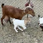 عنز محايليه متوم