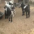 تيوس وجفار للبيع