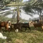 معزا