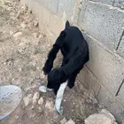 جفرتين دواغير عمر شهر وشوي