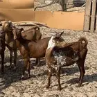 للبيع معزا جنوبية دهم وا مرخ
