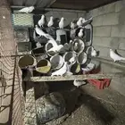 حمام فرنسي جامبو لاحم