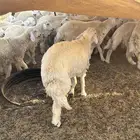 طليان حريات نظيفة مقفلة صنف فاخر (مزاين الطائف)