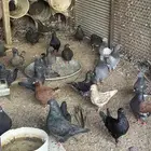 عشة حمام كنق