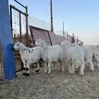خرفان ورخال للبيع