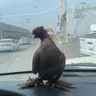 أتحداكم إش نوع ذي الحمامه