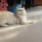 قطط للتبني قط للتبني