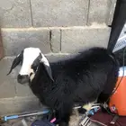 خروف بلدي نجران للبيع