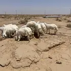 بهم حري مراح واحد