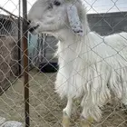 فحل عيسي رباع