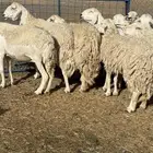 ضان مراح للبيع