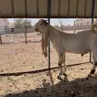 مشروع فحل هولندي وجفره حجازيه