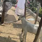 مشروع بيشي