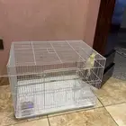 عصفور متربي