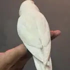 للبيع روز انثى متكلمه واليفه وهدد( تم البيع )