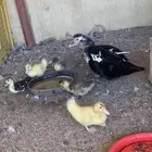 للبيع بط بح