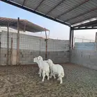 خرفان للبيع