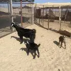 عنز خلفه جامع تحتها تيس وعناق