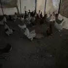 دجاج فيومي