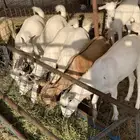 تيوس إلاعمار 7اشهر إلى 12