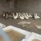 30 حبه بط بكيني بياض على الشرط فيه 6 ذكور والباقي اناثي