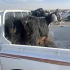 معزا حيل اسنانها جمع