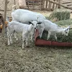 عنزين تحتها اربعه