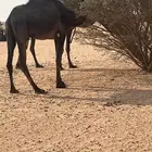 للبيع