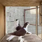 زوج شيرازي اروبي