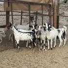 جفار بيشيات مرخ